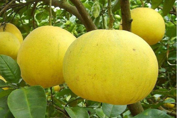 梁平柚子多少錢(qián)一斤？梁平柚的上市時(shí)間