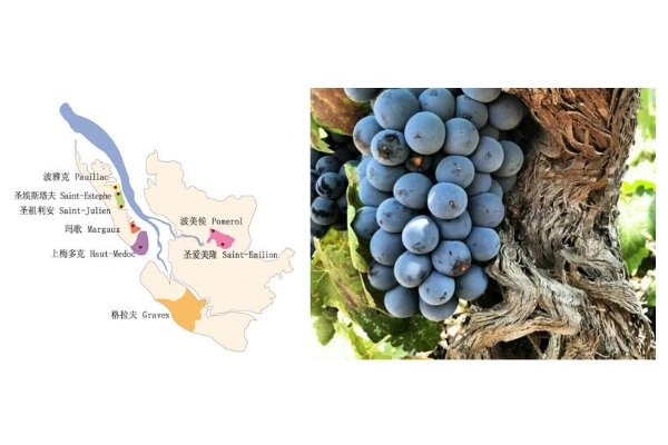 法國(guó)紅酒哪個(gè)地方的好 法國(guó)最有名3大產(chǎn)地