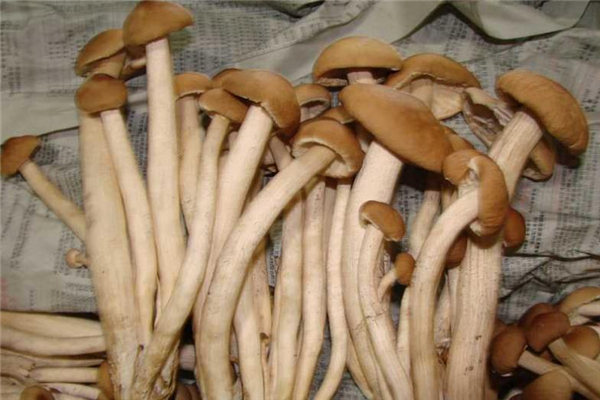 茶樹(shù)菇為什么發(fā)苦 有這些原因