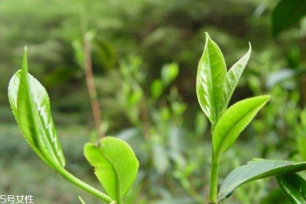 徑山茶和龍井茶哪個(gè)好 徑山茶有多少等級