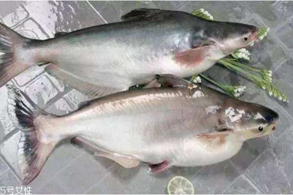 吃魚會(huì)長胖嗎 減肥人晚上能吃魚嗎