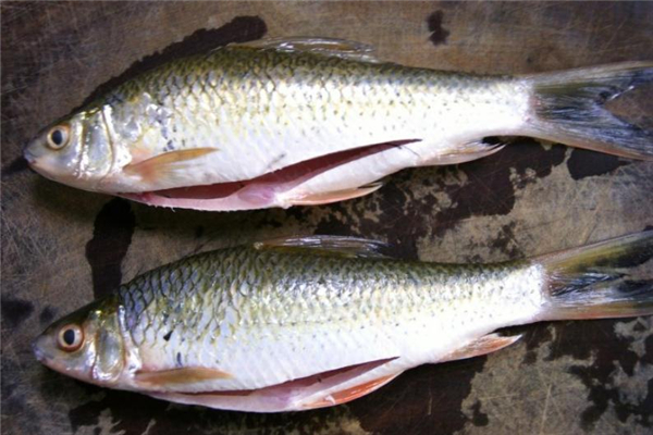 鯪魚(yú)是什么魚(yú) 鯪魚(yú)是海魚(yú)還是淡水魚(yú)