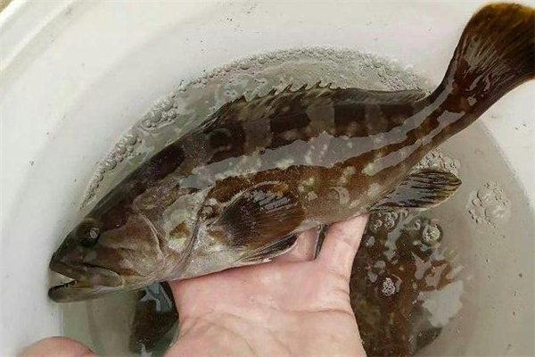 野生石斑魚(yú)多少錢(qián)一斤 價(jià)格不便宜
