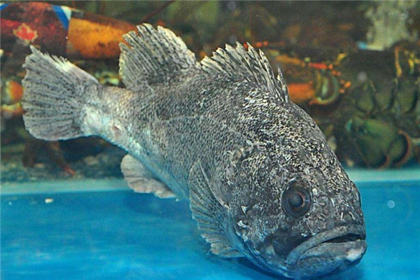 野生石斑魚(yú)多少錢(qián)一斤 價(jià)格不便宜