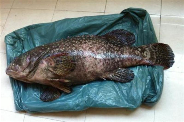 野生石斑魚(yú)多少錢(qián)一斤 價(jià)格不便宜