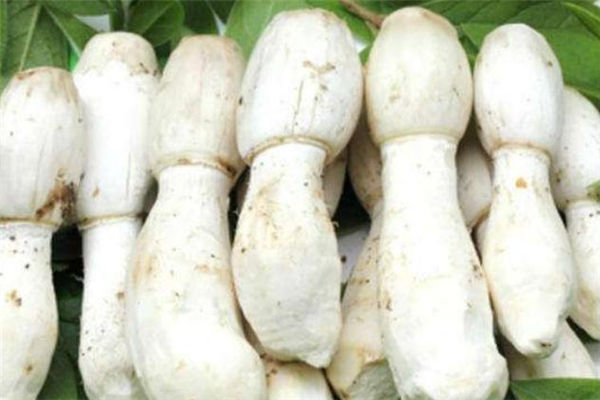 雞腿菇為什么炒出來(lái)苦 雞腿菇要煮多久才能熟