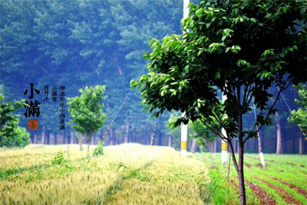 小滿見(jiàn)三新是哪三新 小滿見(jiàn)三新是什么意思