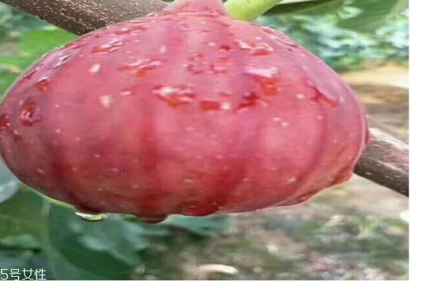 什么是無(wú)花果呢 無(wú)花果有什么功效呢