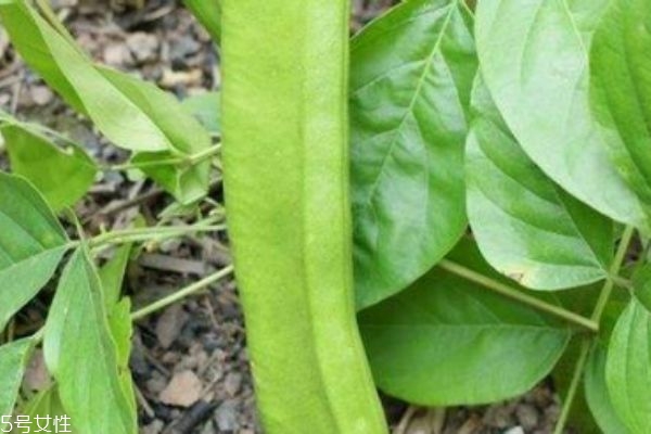什么是刀豆呢 刀豆有什么營養(yǎng)價(jià)值呢