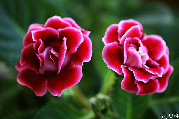 大巖桐的花語(yǔ)是什么呢 大巖桐的種植注意有什么呢