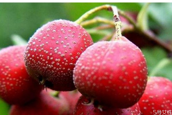 山楂一般幾月份成熟呢 山楂的市場(chǎng)價(jià)格是多少呢
