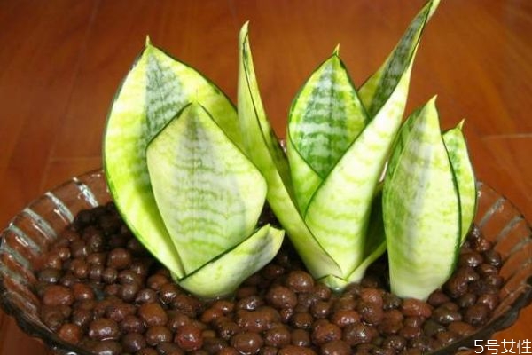 虎尾蘭的花語(yǔ)是什么呢 虎尾蘭的種植有什么注意的呢