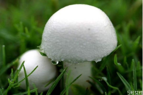 什么是草菇呢 草菇應該怎么吃呢