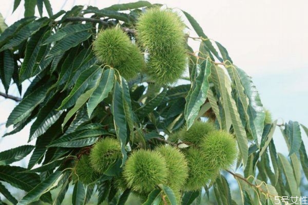 栗子樹生長環(huán)境是怎么樣呢 栗子樹種植應該注意什么呢