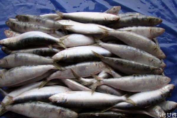 沙丁魚(yú)怎么做不腥 掌握幾點(diǎn)技巧