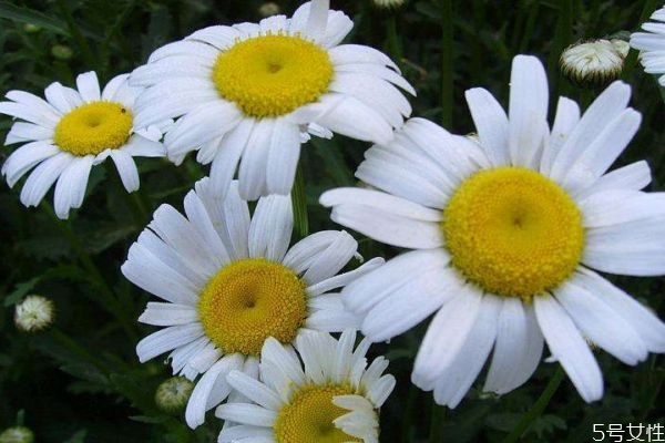 白晶菊的花語(yǔ)是什么呢 白晶菊花期是什么時(shí)候呢