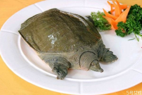 甲魚是魚嗎 甲魚有什么營養(yǎng)價(jià)值呢