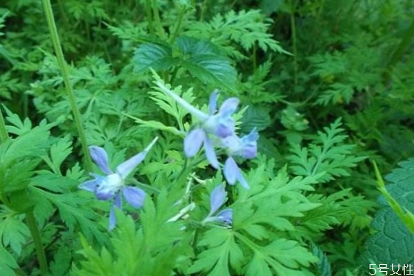 還亮草的花語(yǔ)是什么呢 還亮草的病蟲害防治怎么弄呢