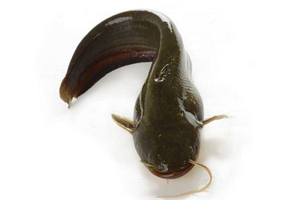 海鯰魚有什么營(yíng)養(yǎng)價(jià)值呢 吃海鯰魚有什么好處呢