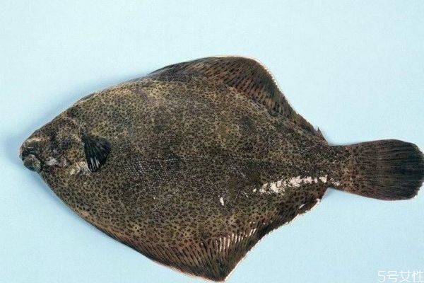 什么是比目魚(yú)呢 比目魚(yú)有什么營(yíng)養(yǎng)價(jià)值呢