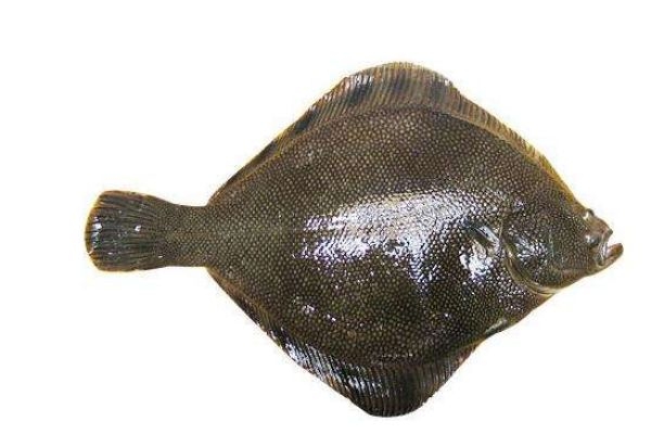 什么是比目魚(yú)呢 比目魚(yú)有什么營(yíng)養(yǎng)價(jià)值呢