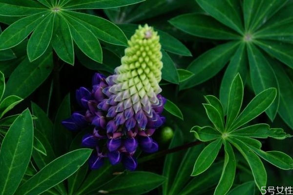 羽扇豆的花語(yǔ)是什么呢 羽扇豆的種植要注意什么呢