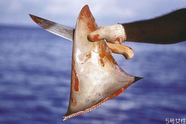 什么是魚翅呢 魚翅有什么營養(yǎng)價(jià)值呢