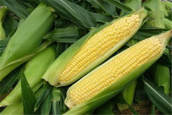 吃玉米的最佳時(shí)間 玉米?？梢灾竺鏃l嗎
