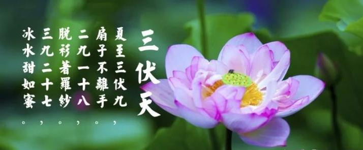 三伏天是什么？三伏天應注意什么？