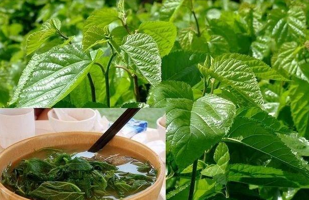 喝桑葉茶能減肥嗎?有什么副作用？