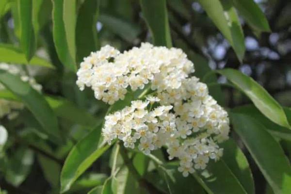 石楠花的花期有多長 石楠花養(yǎng)多長時(shí)間會(huì)開花