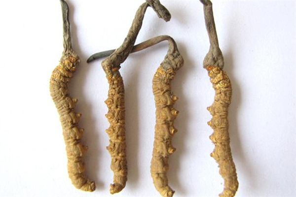 蟲(chóng)草有假冒的嗎 蟲(chóng)草怎么分辨真假好壞