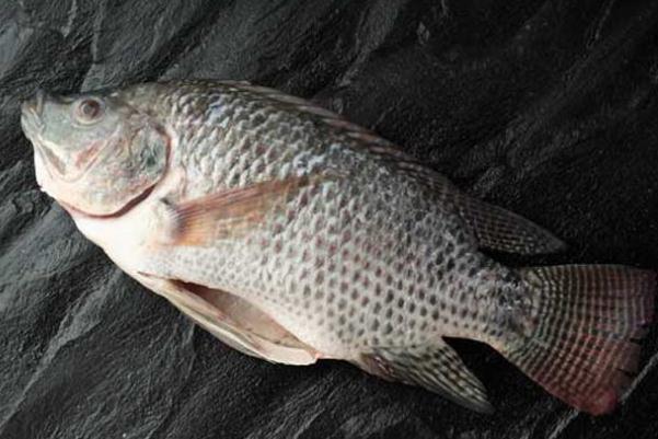 羅非魚(yú)是不是發(fā)物 羅非魚(yú)要煮多久才能煮熟
