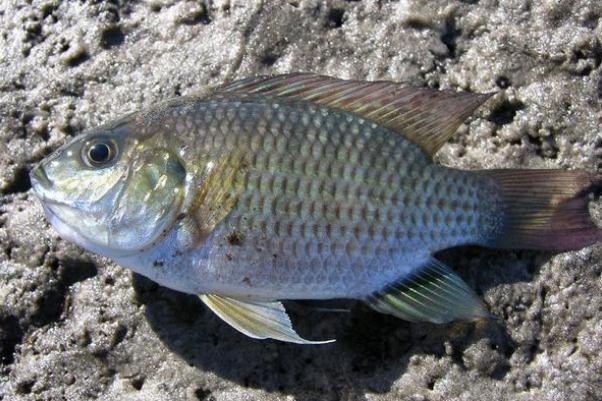 吃羅非魚(yú)會(huì)致癌嗎 痛風(fēng)能吃羅非魚(yú)嗎