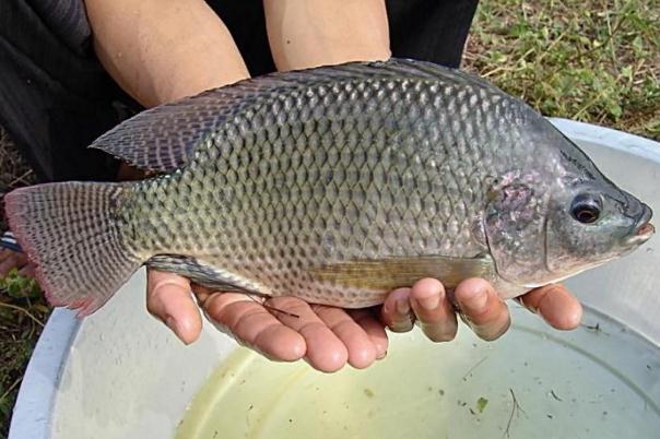 羅非魚(yú)是不是發(fā)物 羅非魚(yú)要煮多久才能煮熟