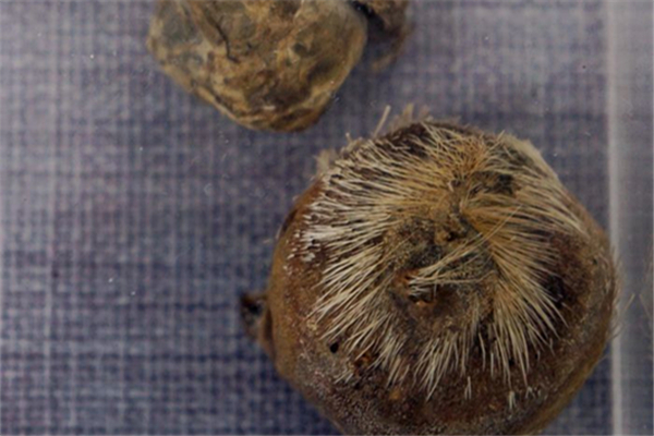麝香對孕婦的影響 麝香會(huì)導(dǎo)致不孕不育嗎