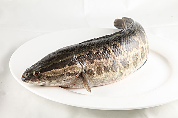 黑魚(yú)營(yíng)養(yǎng)價(jià)值高不高 黑魚(yú)營(yíng)養(yǎng)高還是鯽魚(yú)高