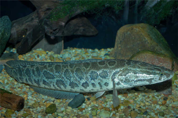 黑魚(yú)有沒(méi)有魚(yú)腥線 黑魚(yú)怎么去腥味