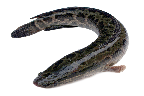 黑魚(yú)營(yíng)養(yǎng)價(jià)值高不高 黑魚(yú)營(yíng)養(yǎng)高還是鯽魚(yú)高