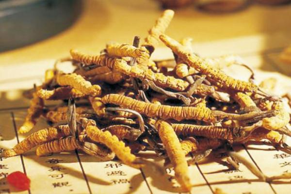 冬蟲(chóng)夏草有用嗎 冬蟲(chóng)夏草真的抗癌嗎