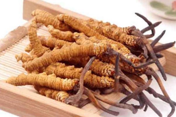 冬蟲(chóng)夏草有用嗎 冬蟲(chóng)夏草真的抗癌嗎