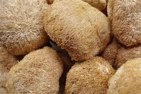 干猴頭菇用開(kāi)水泡可以嗎 干猴頭菇用什么水泡