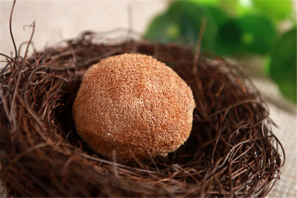 干猴頭菇用開(kāi)水泡可以嗎 干猴頭菇用什么水泡