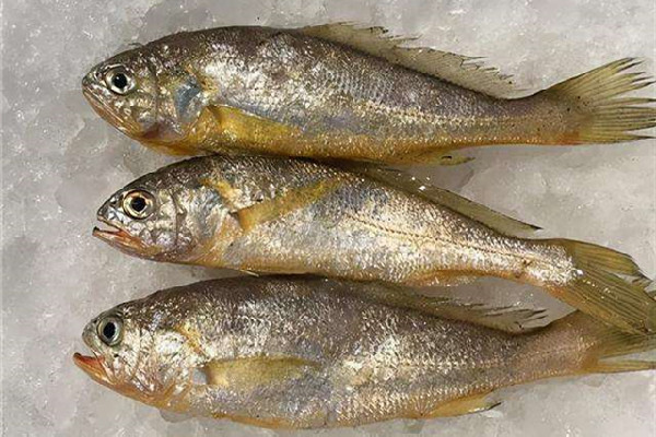 黃花魚可以冷凍儲存嗎 黃花魚怎么保鮮時間長