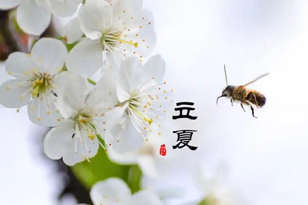 立夏的來(lái)歷和風(fēng)俗 立夏可以穿夏裝嗎