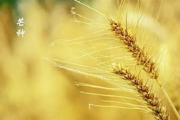 芒種節(jié)氣在陽(yáng)歷的幾月 芒種節(jié)氣的來(lái)歷和風(fēng)俗