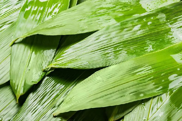 粽葉和蘆葦葉哪個(gè)包粽子更好 粽葉用過(guò)一次還能用嗎