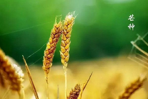 芒種節(jié)氣在陽(yáng)歷的幾月 芒種節(jié)氣的來(lái)歷和風(fēng)俗