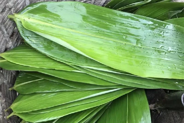 粽葉和蘆葦葉哪個(gè)包粽子更好 粽葉用過(guò)一次還能用嗎