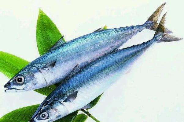 鲅魚的營養(yǎng)價(jià)值及功效與作用 鲅魚是海魚還是淡水魚